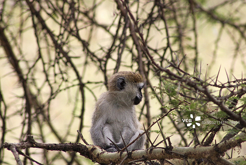 位于肯尼亚内罗毕，坐在树上的赤猴的低角度视图图片素材