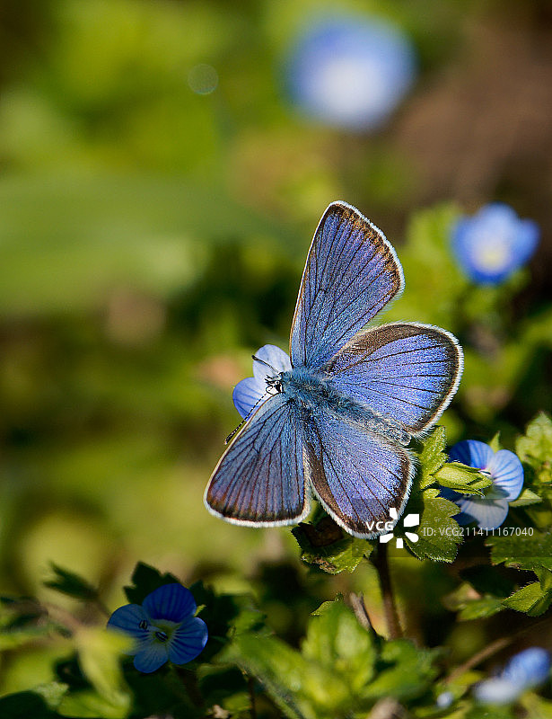 蝴蝶在紫色花上授粉的特写图片素材