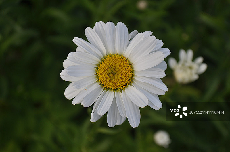 白色雏菊花朵特写，白俄罗斯帕斯塔维图片素材