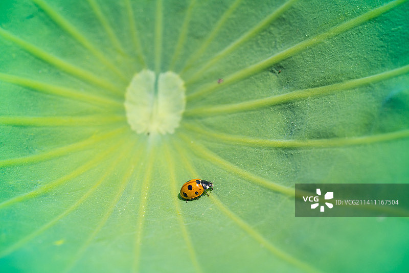 韩国树叶上的瓢虫特写图片素材