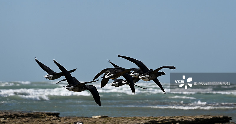 飞越海面的鸟群剪影，法国图片素材