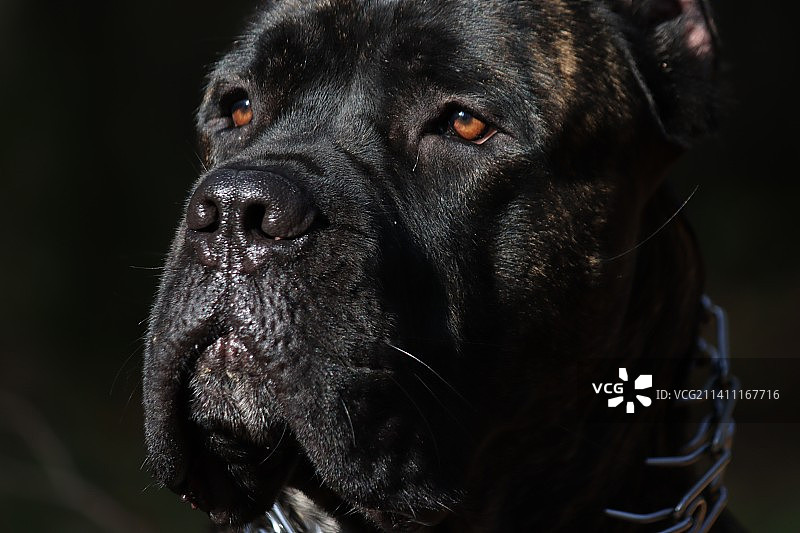 马士提夫犬的特写，看向远方图片素材