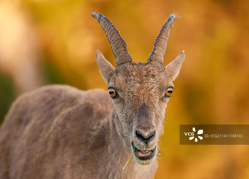 瑞士贝阿滕贝格的鹿的特写肖像图片素材