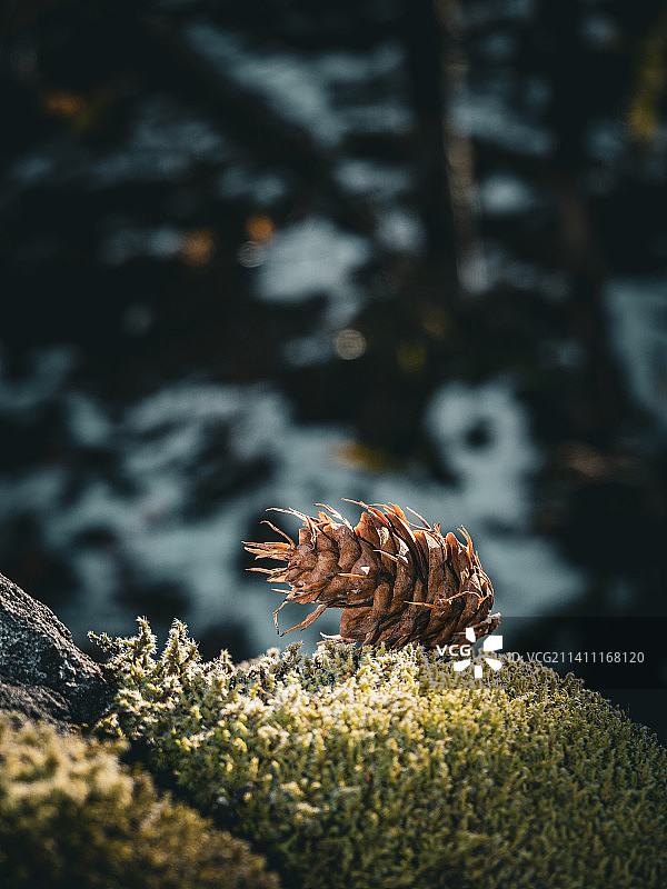雪地上的松果特写图片素材