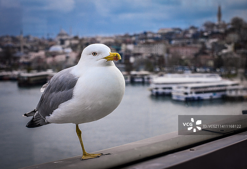 土耳其海边栏杆上栖息的海鸥特写图片素材
