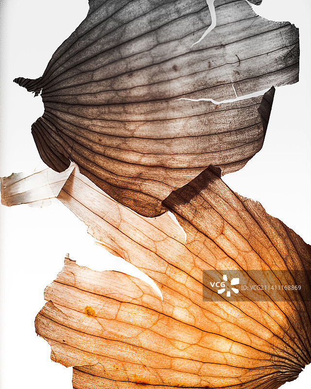 白色背景下的木材特写图片素材