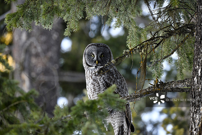 仰视角度拍摄的栖息在树上的大灰猫头鹰，加拿大图片素材