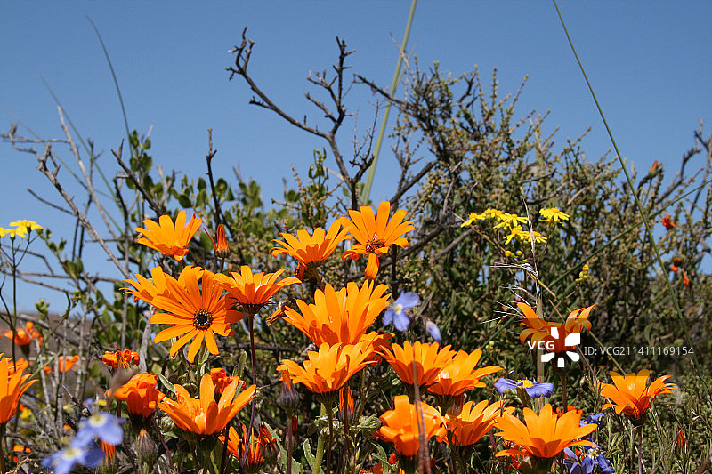黄色植物特写，南非纳马夸兰图片素材