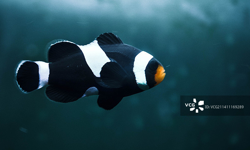 海葵鱼和海葵特写图片素材