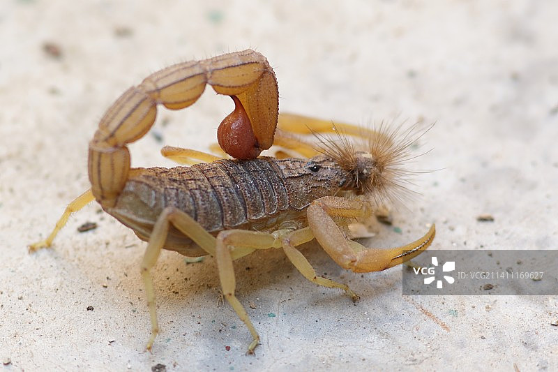 岩石上的昆虫特写，印度拉贾斯坦邦乌代浦尔图片素材