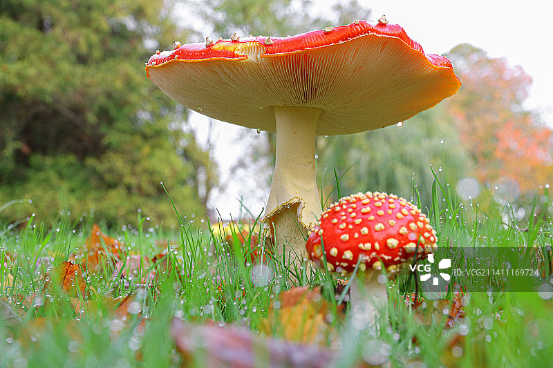 田间飞木耳的特写图片素材