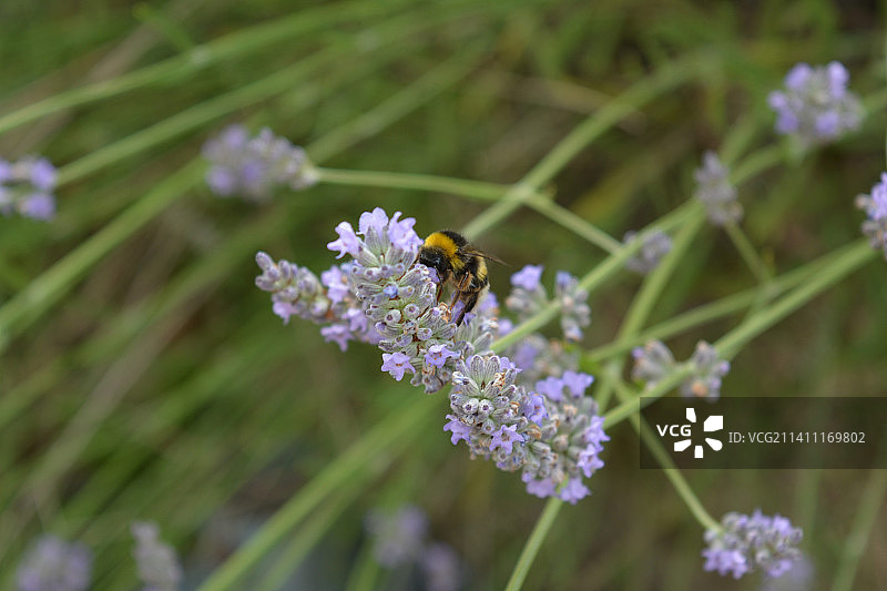 蜜蜂在紫色花朵上采蜜特写，法国布列塔尼图片素材