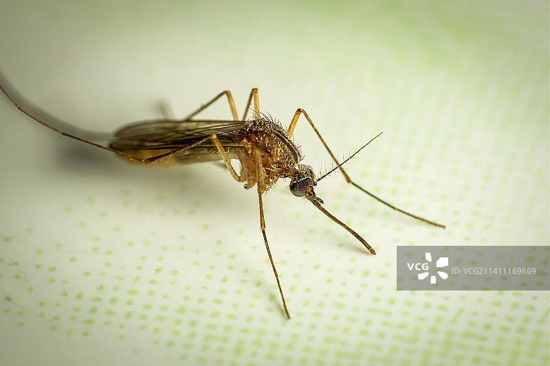 昆虫特写，新德里，德里，印度图片素材