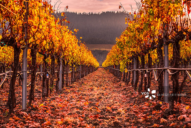 美国加利福尼亚州纳帕县秋季田野上生长的树木图片素材