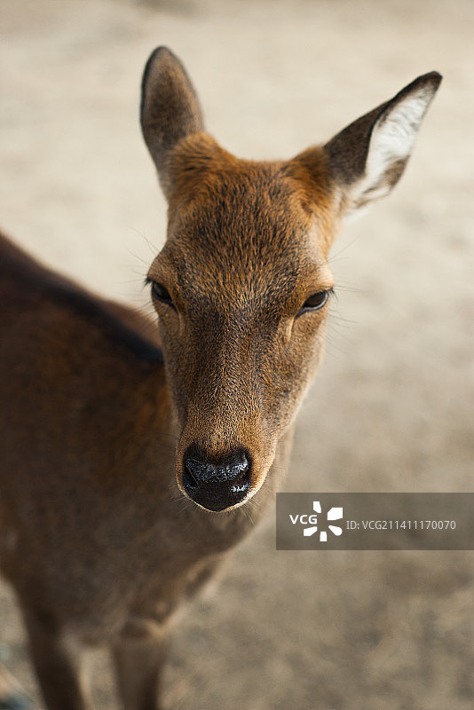 日本奈良的鹿特写图片素材