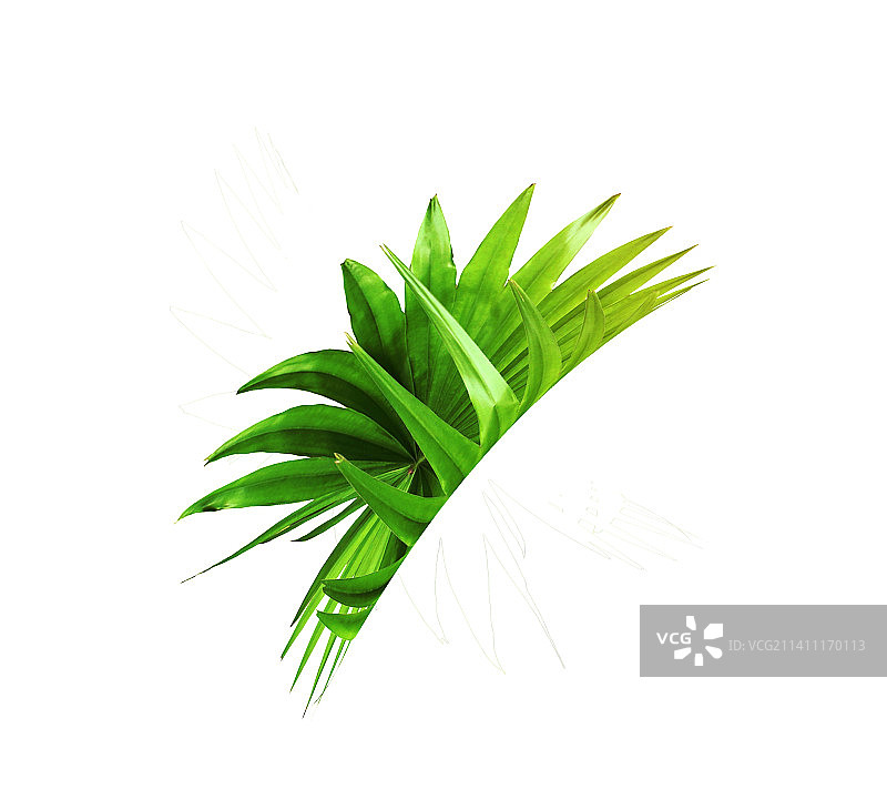 白色背景上的棕榈树绿叶图片素材