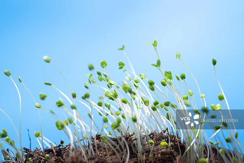 土壤中一丛植物萌芽生长图片素材