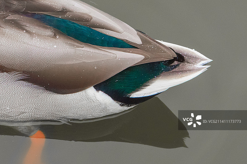 企鹅在海中游泳的特写图片素材