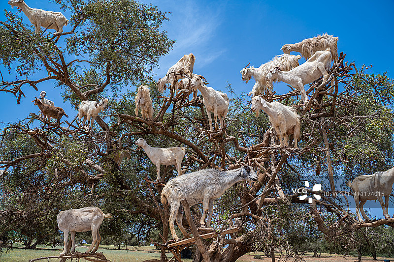 摩洛哥的摩洛哥坚果树和山羊图片素材