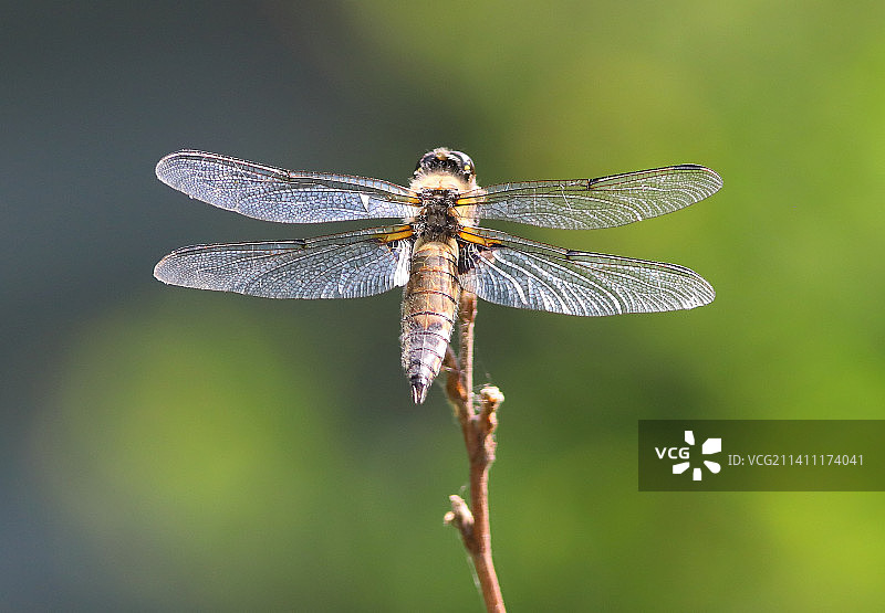 蜻蜓在植物上的特写图片素材