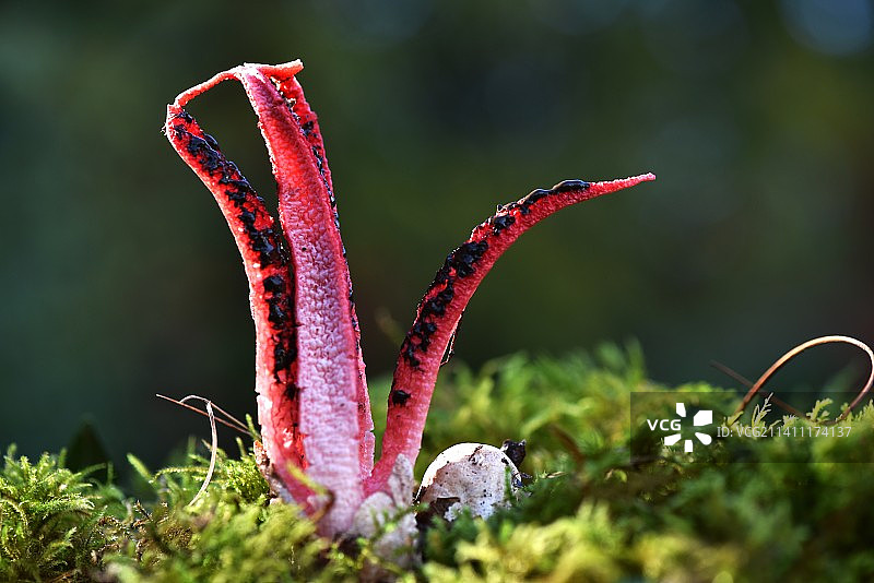 法国田野上生长的苔藓特写图片素材