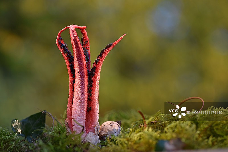 法国田野上生长的苔藓特写图片素材