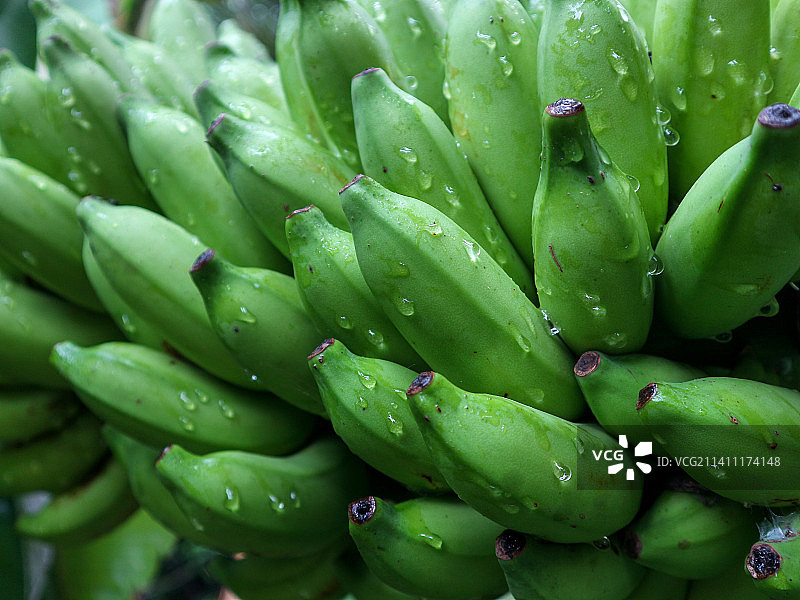 多汁植物特写图片素材