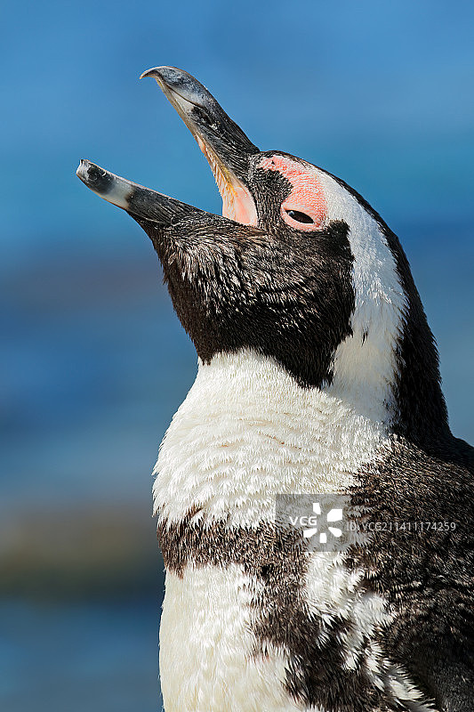美国海滩上的麦哲伦巴布亚企鹅特写图片素材