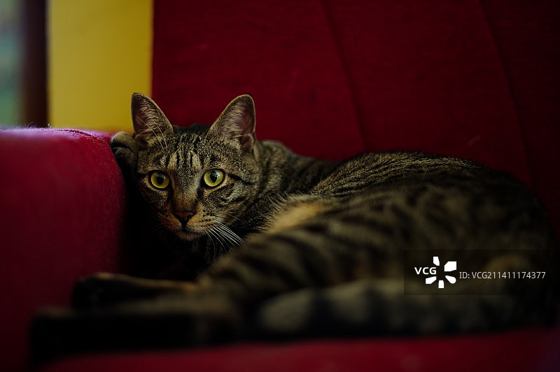 意大利家中沙发上休息的猫的特写肖像图片素材