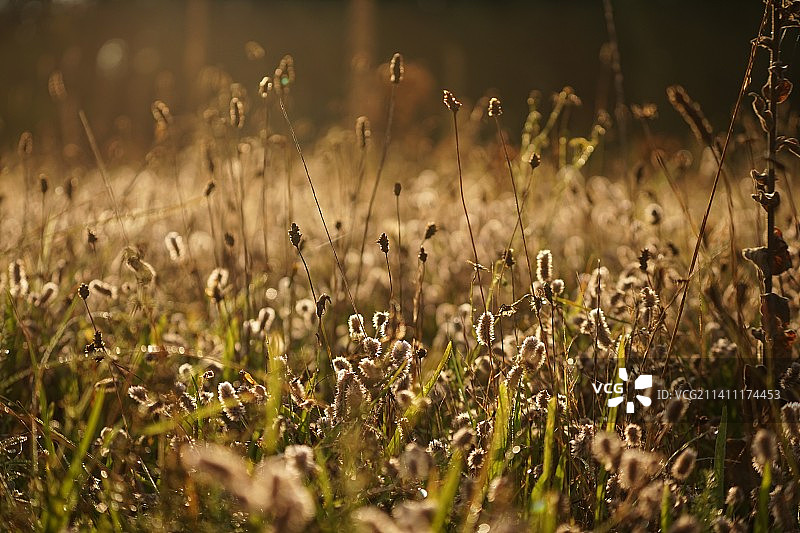 荷兰芬洛格鲁特海德，田野上生长的植物特写图片素材