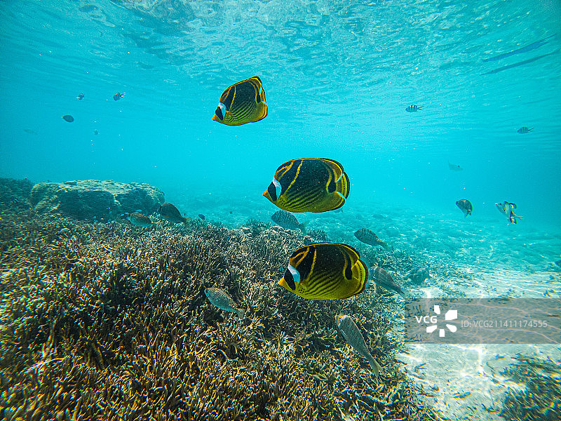 在新喀里多尼亚尤阿特·特雷姆瓦特与鱼群在水下游泳的年长女人图片素材