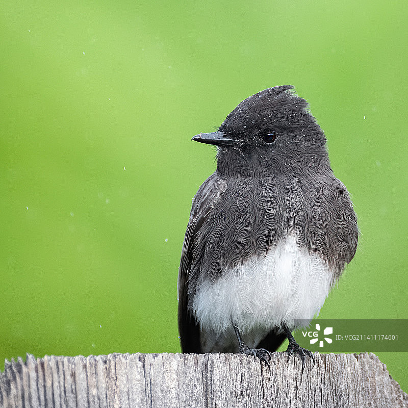 鸣鹟栖息于木头上特写图片素材