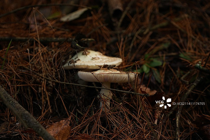 田野上生长的蘑菇特写，荷兰芬洛贾梅尔达尔图片素材