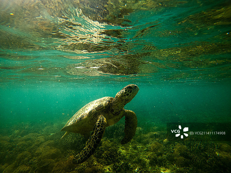 绿海龟畅游于新喀里多尼亚海中的特写图片素材