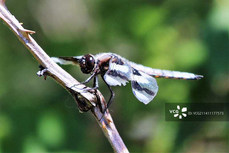 小树枝上的蜻蜓特写图片素材