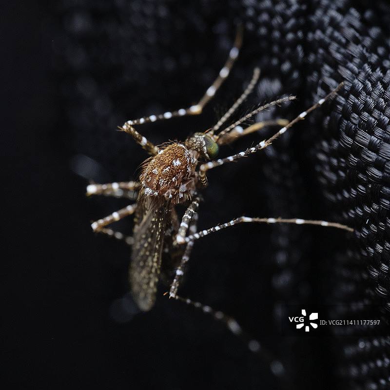 蛛网上的蜘蛛特写图片素材
