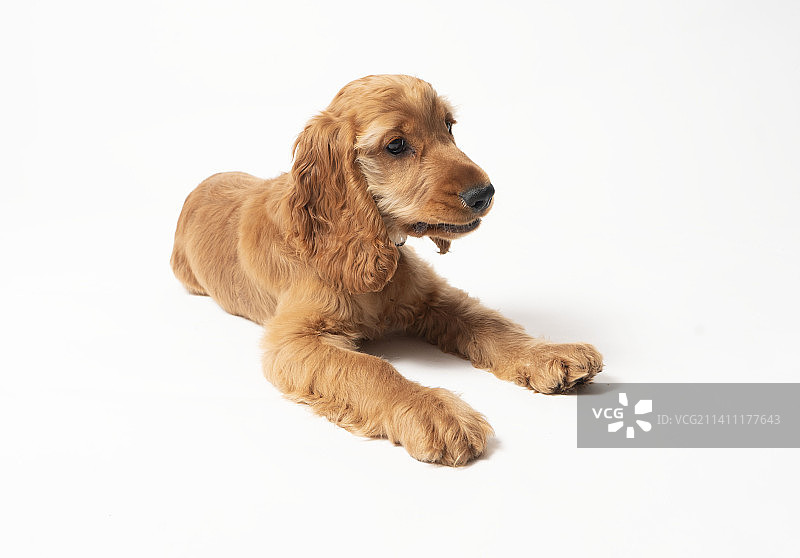 坐在白色背景前的可爱小狗，英国图片素材