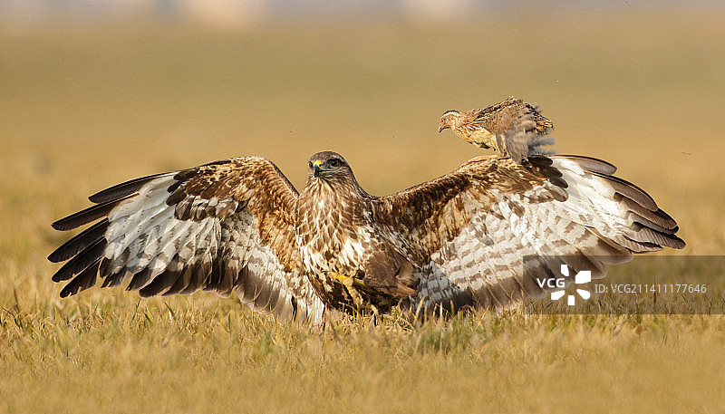 意大利翁布里亚，栖息在草地上的鸟群特写图片素材