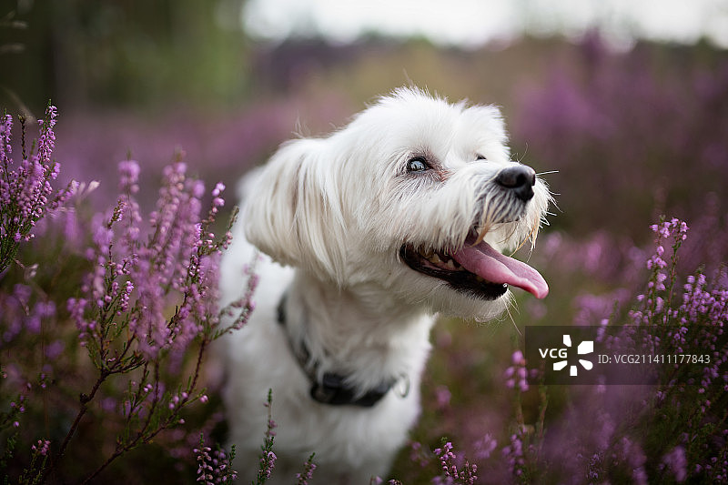 植物中的拉布 Maltese 纯种犬特写，波兰图片素材