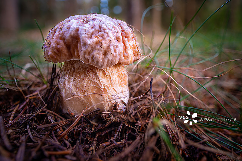 捷克共和国：田野上生长的蘑菇特写图片素材
