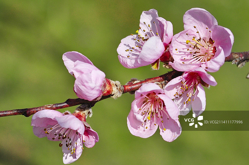 粉色樱花的特写，卡尔洛瓦茨，克罗地亚图片素材