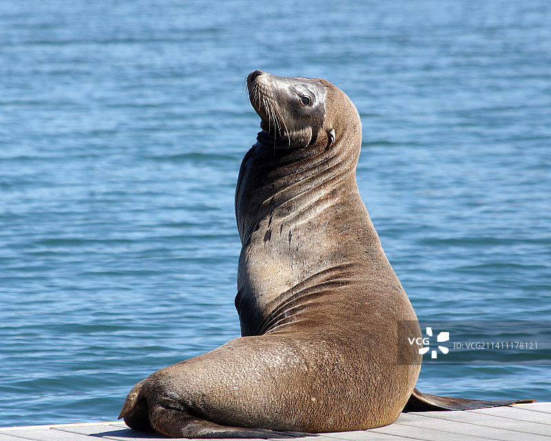 海中岩石上的海豹特写图片素材