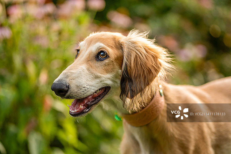 波兰寻血猎犬的特写图片素材