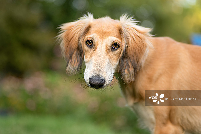 波兰沙路基犬特写肖像图片素材