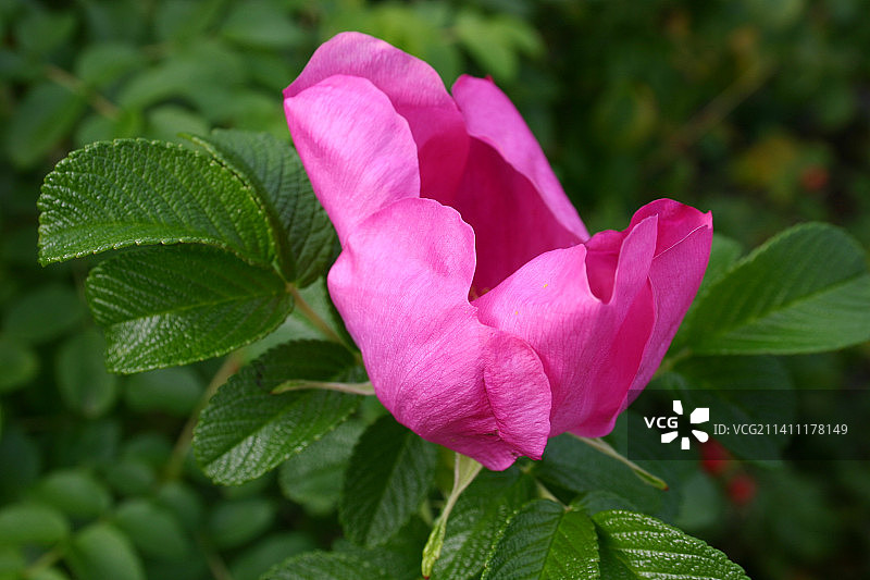 粉色玫瑰花特写，挪威诺德雷福洛图片素材