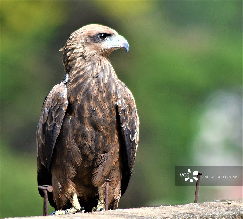 栖息在树枝上的鹰特写，肯尼亚图片素材