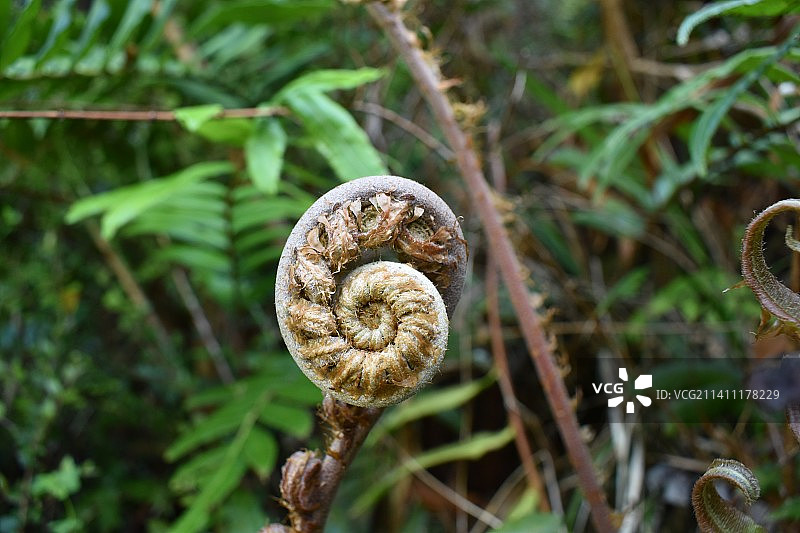 蘑菇生长在田野的特写图片素材