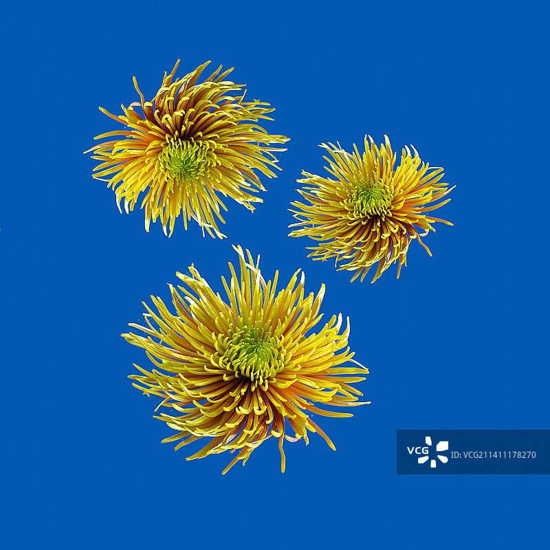 深蓝色背景下的黄色紫菀花，简约春季图片素材