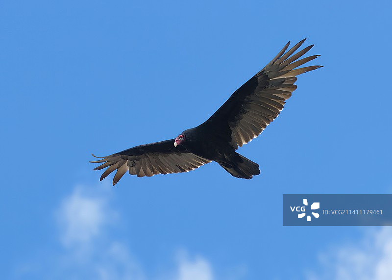 低角度拍摄在加拿大安德鲁·海顿公园蓝天下飞翔的秃鹰图片素材