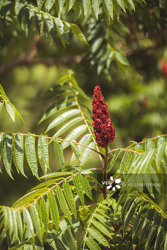 红色开花植物特写，加拿大图片素材